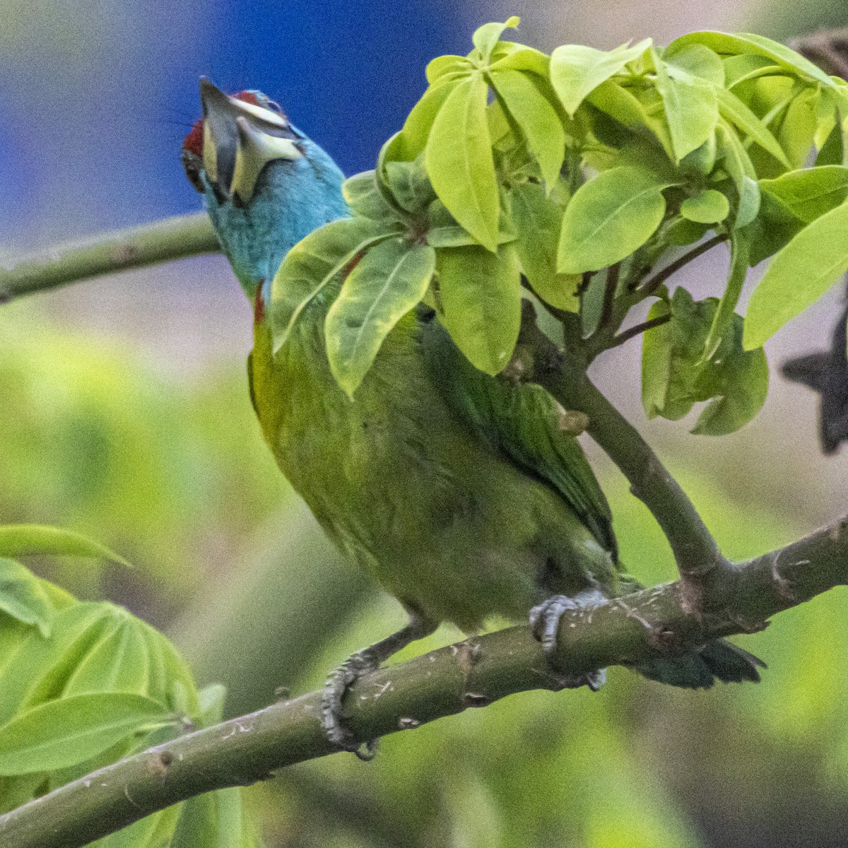 Mavi Boğazlı Barbet - ML635670357