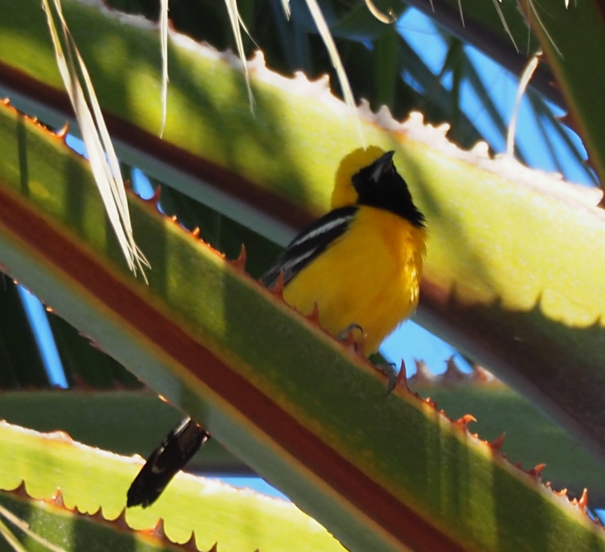 Hooded Oriole - ML635670363