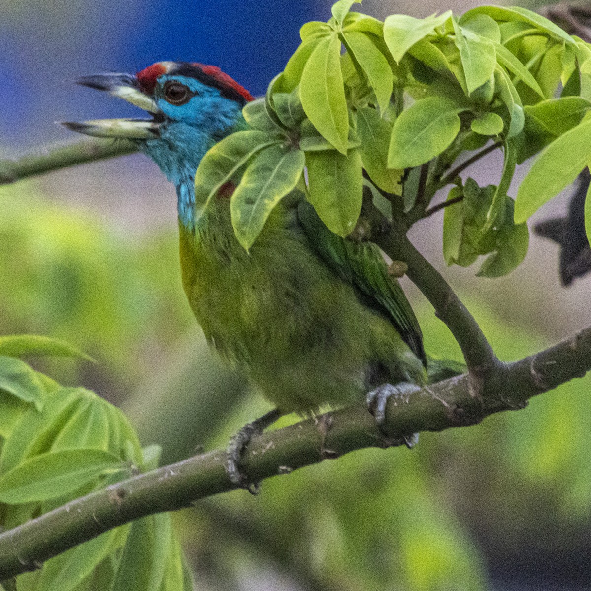 Mavi Boğazlı Barbet - ML635670364