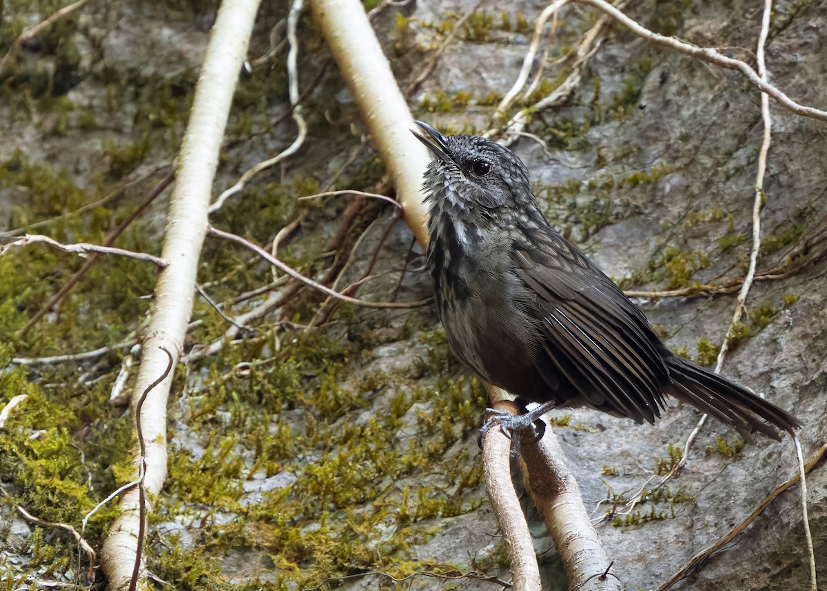 Variable Limestone Babbler - ML635670380