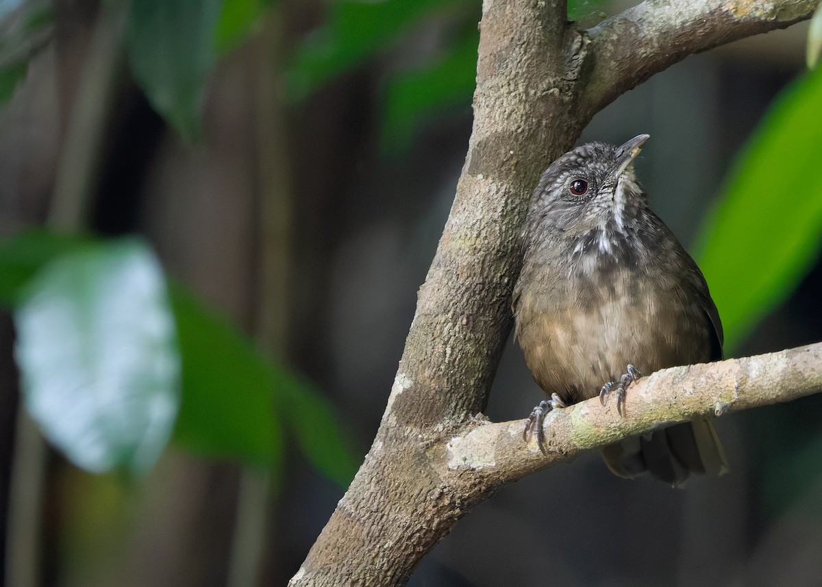 Variable Limestone Babbler - ML635670381