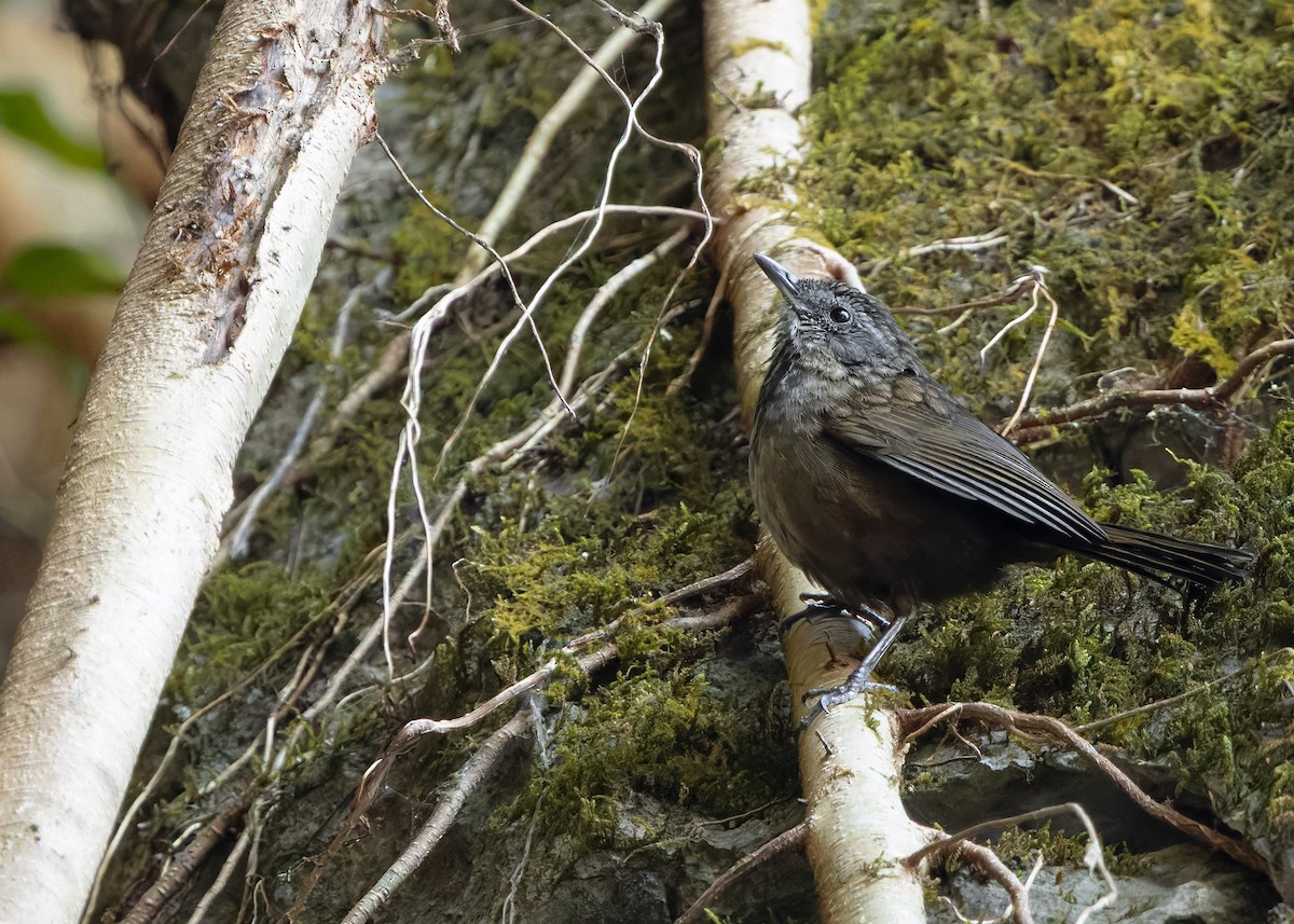 Variable Limestone Babbler - ML635670382