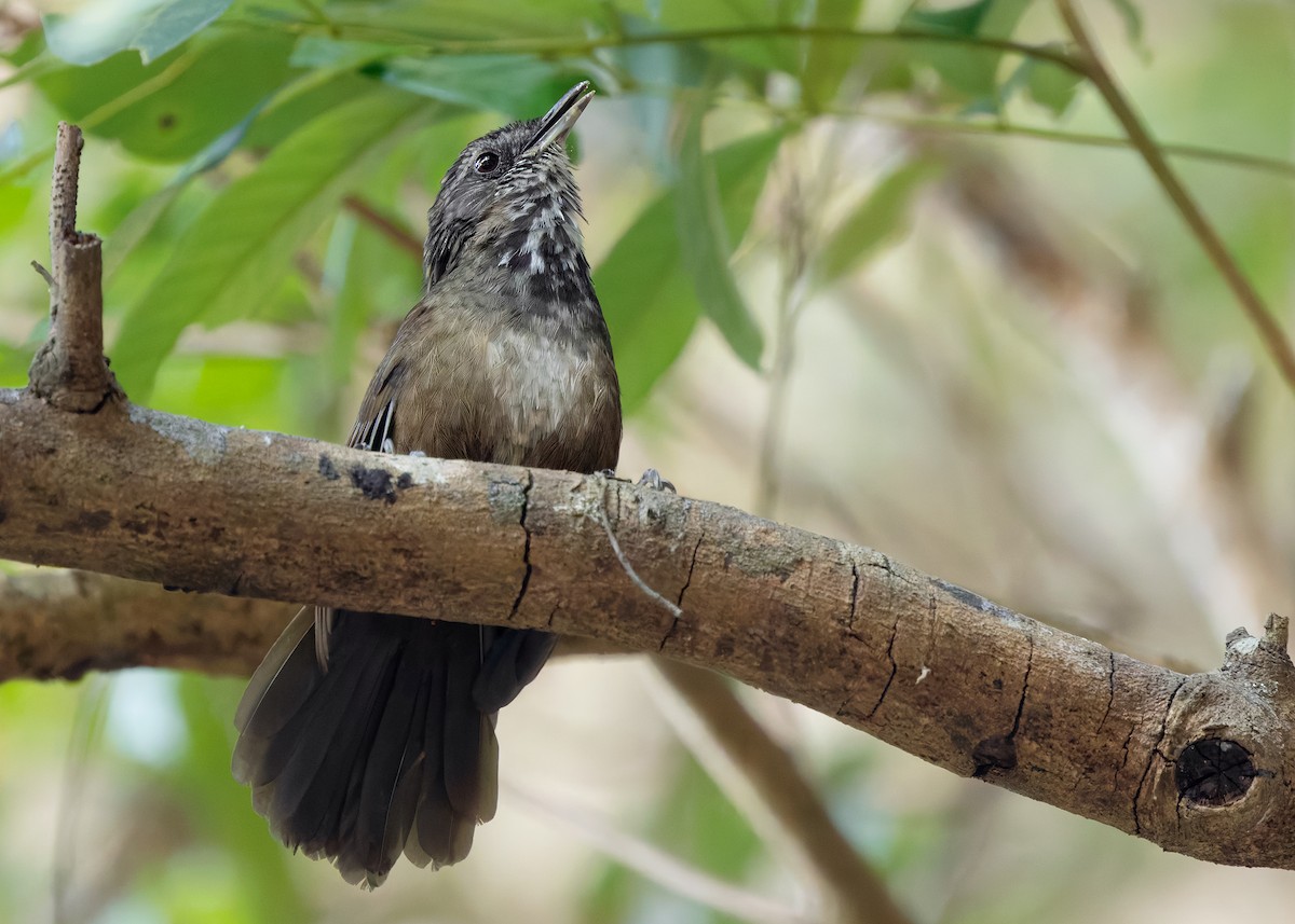 Variable Limestone Babbler - ML635670383