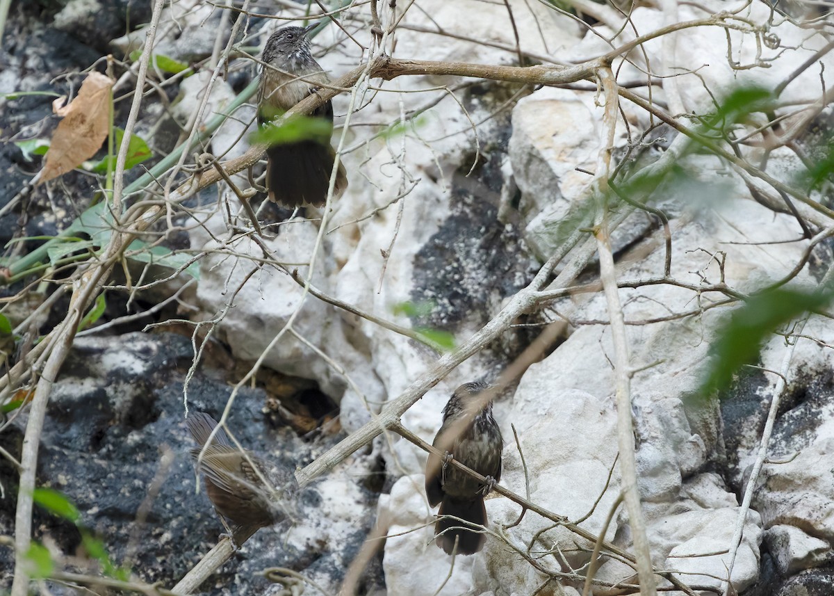 Variable Limestone Babbler - ML635670384