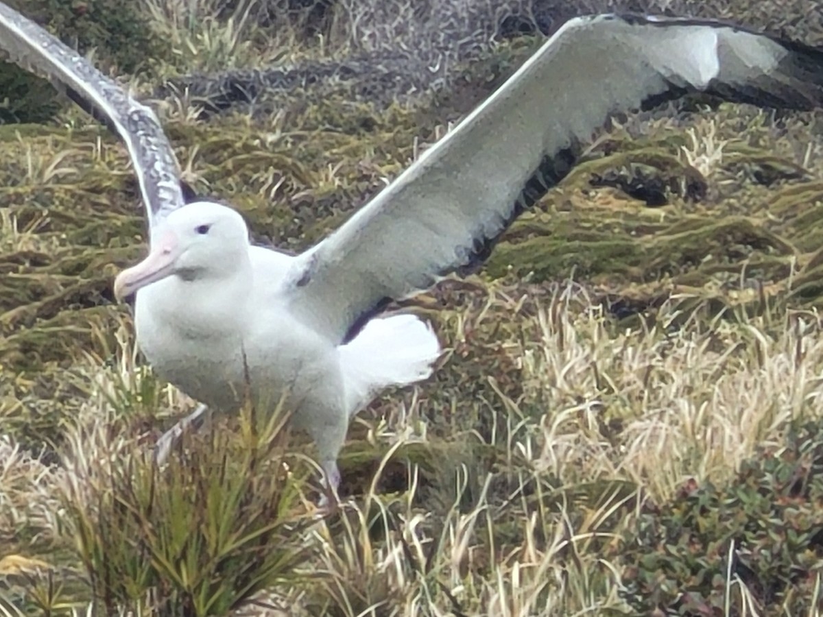 Southern Royal Albatross - ML635670442