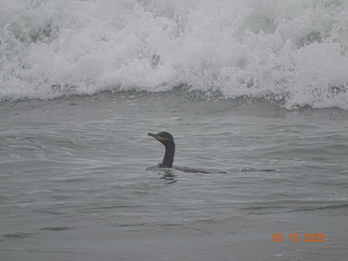 Neotropic Cormorant - ML635670480