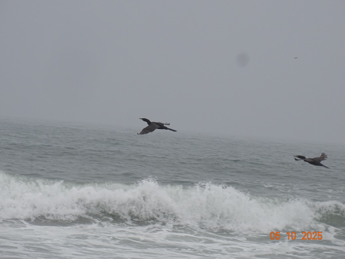 Neotropic Cormorant - ML635670482