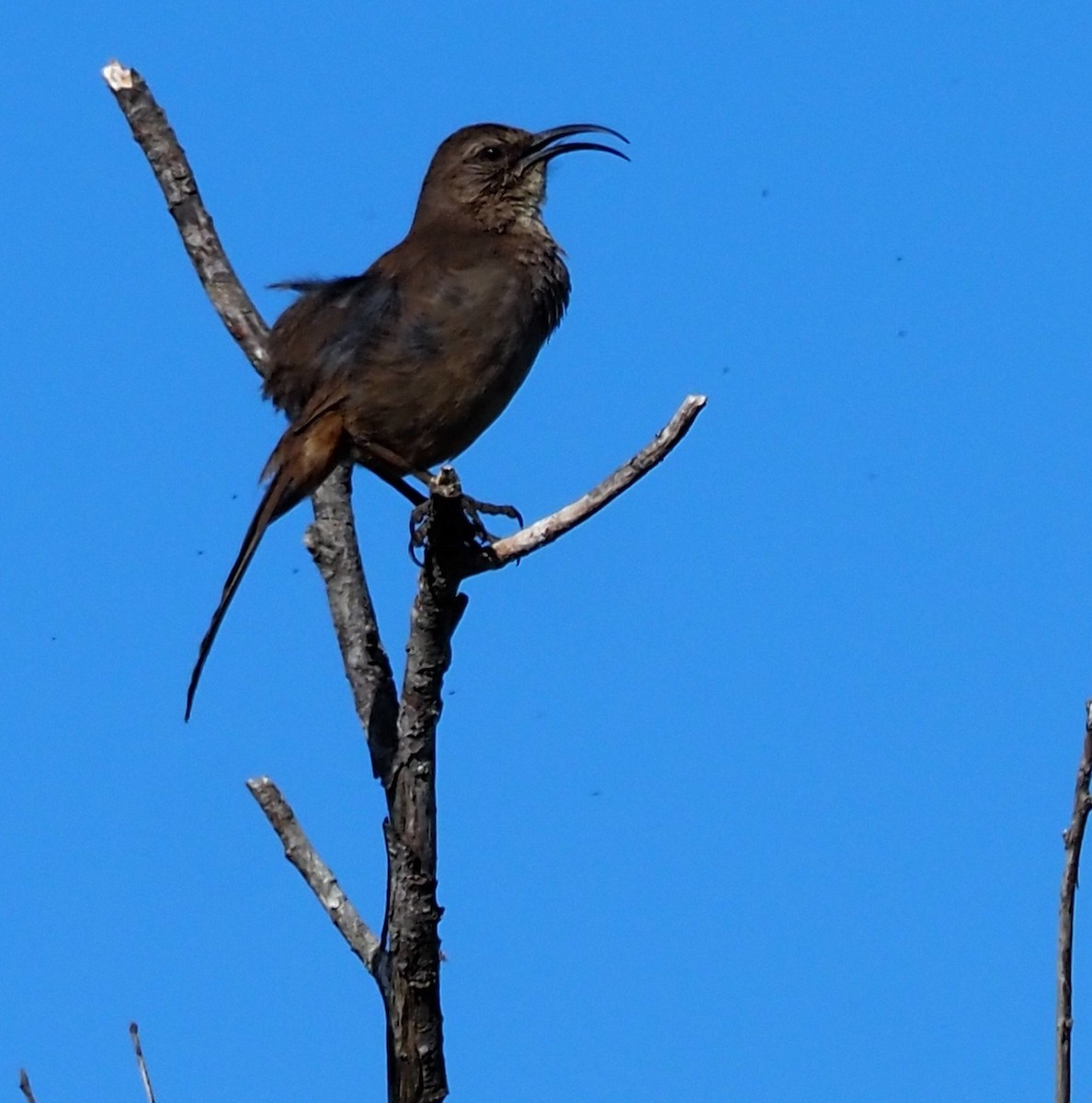 California Thrasher - ML635670490