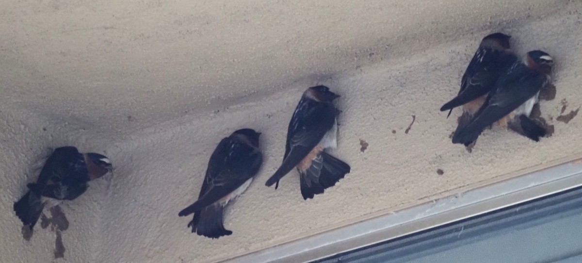 Cliff Swallow - ML635670521