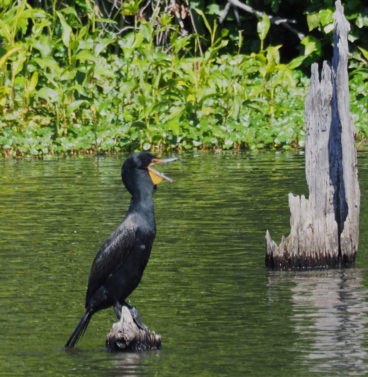 Double-crested Cormorant - ML635670550