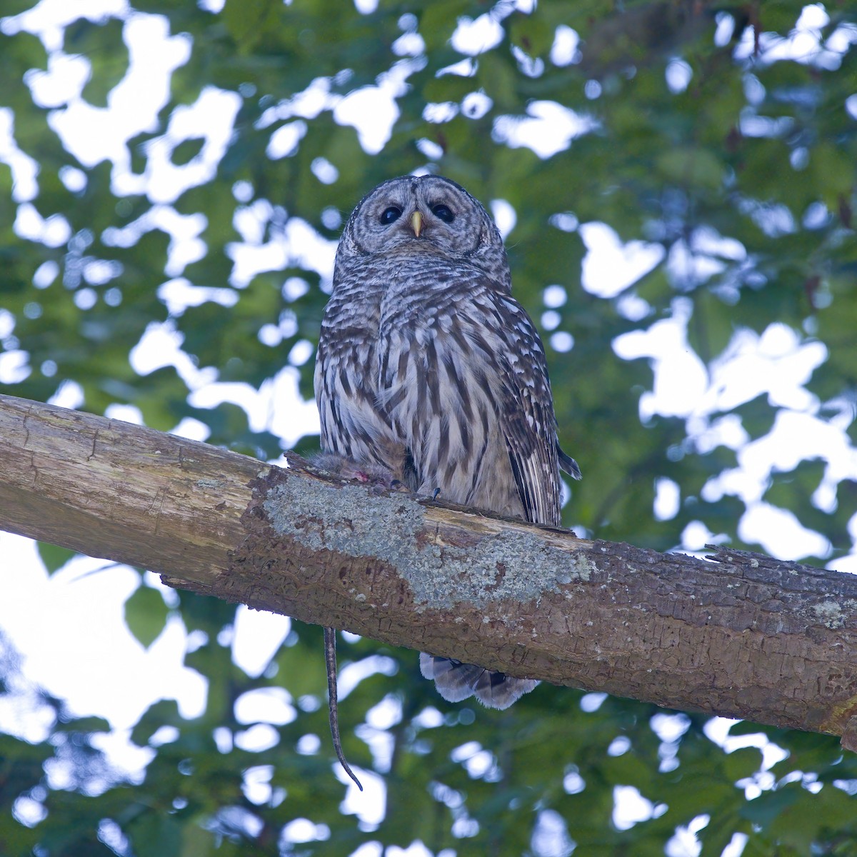 Barred Owl - ML635670645