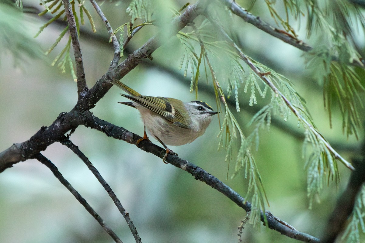 Golden-crowned Kinglet - ML635670729