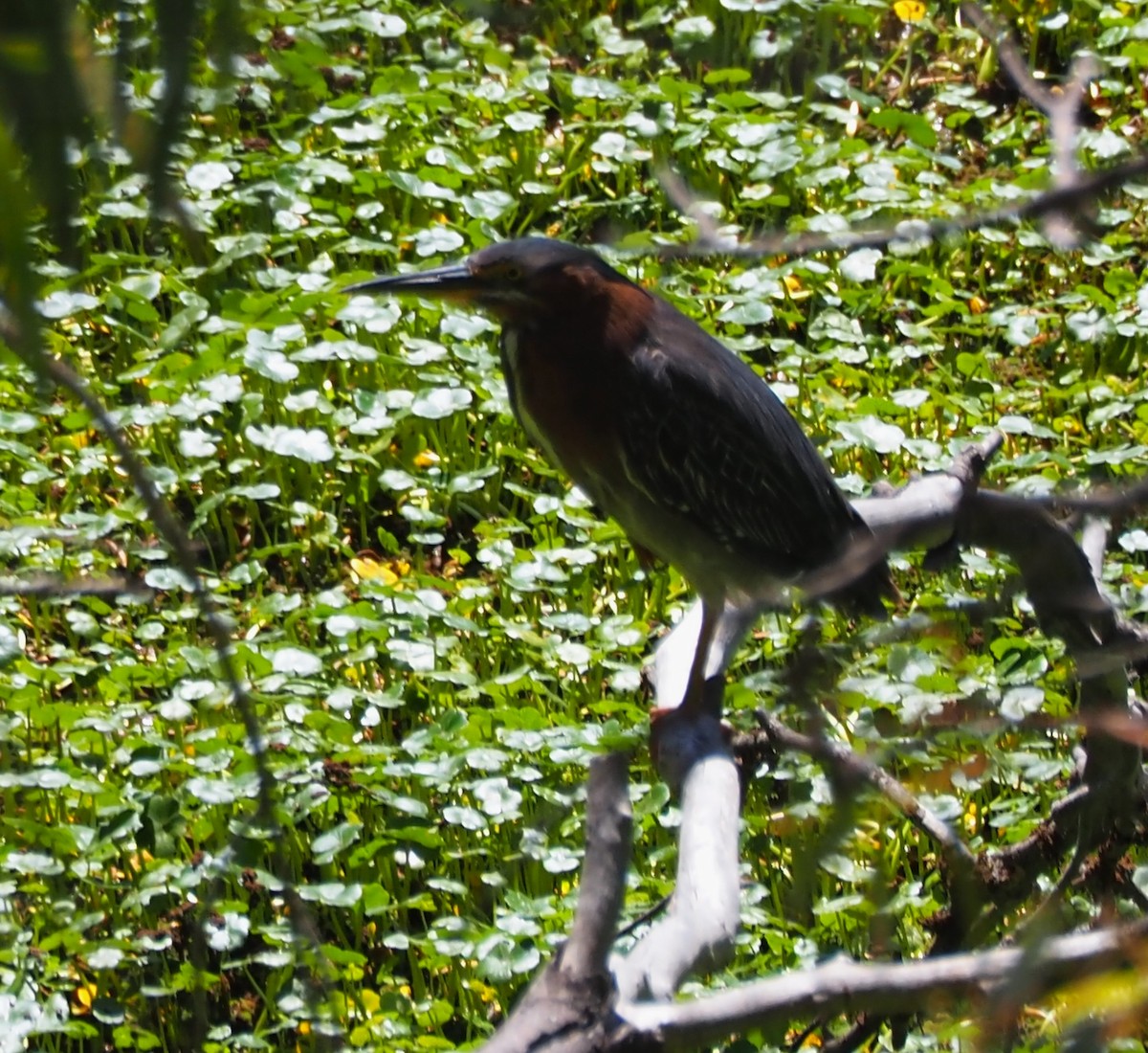 Green Heron - ML635670791