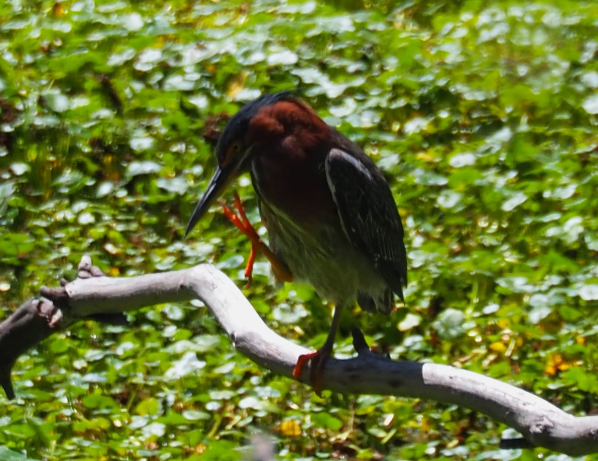 Green Heron - ML635670792