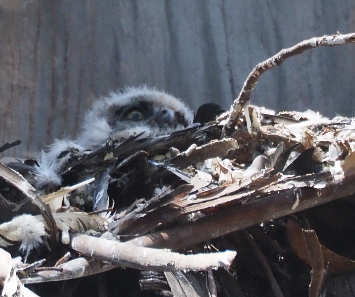 Great Horned Owl - ML635670797