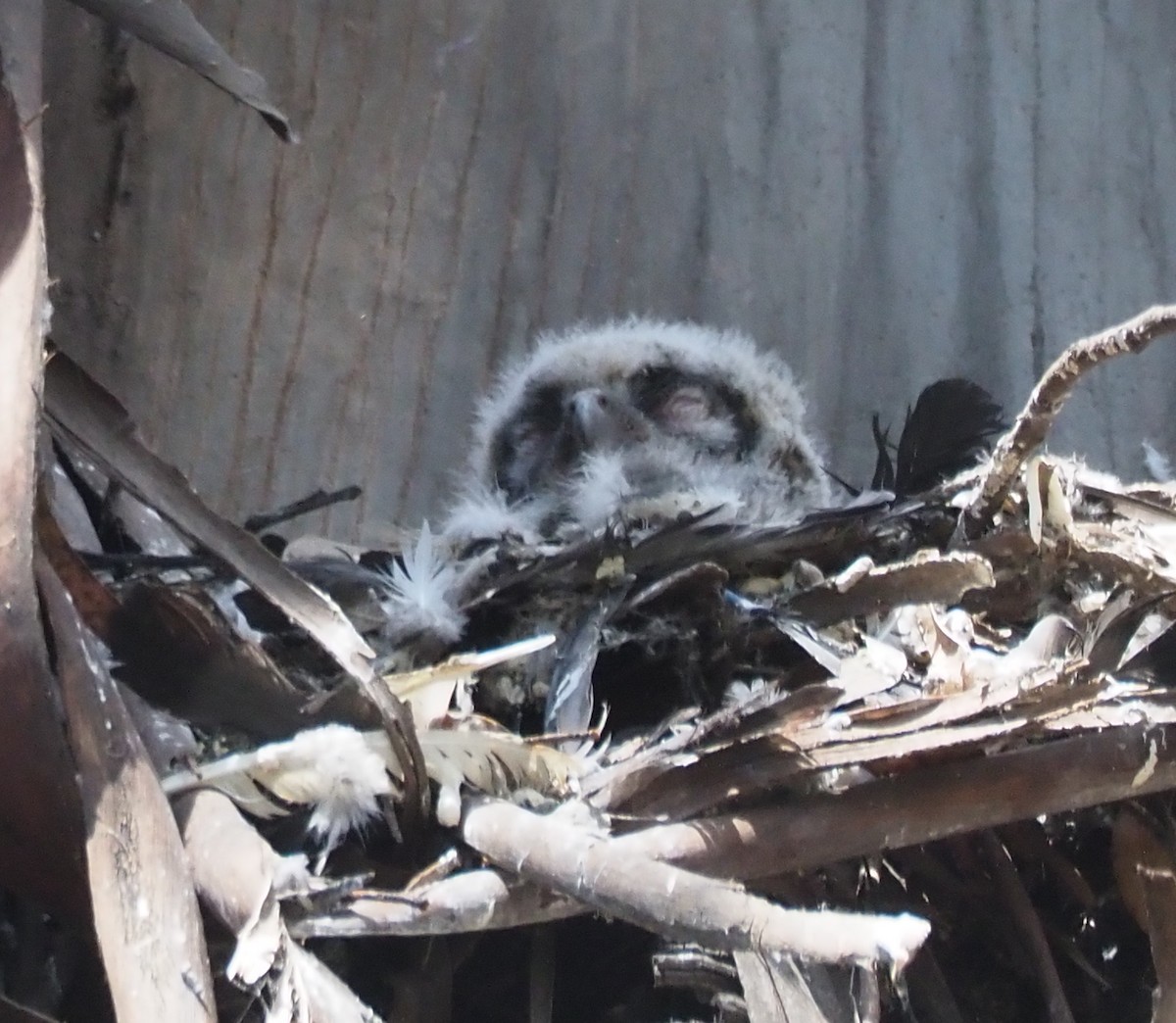 Great Horned Owl - ML635670798