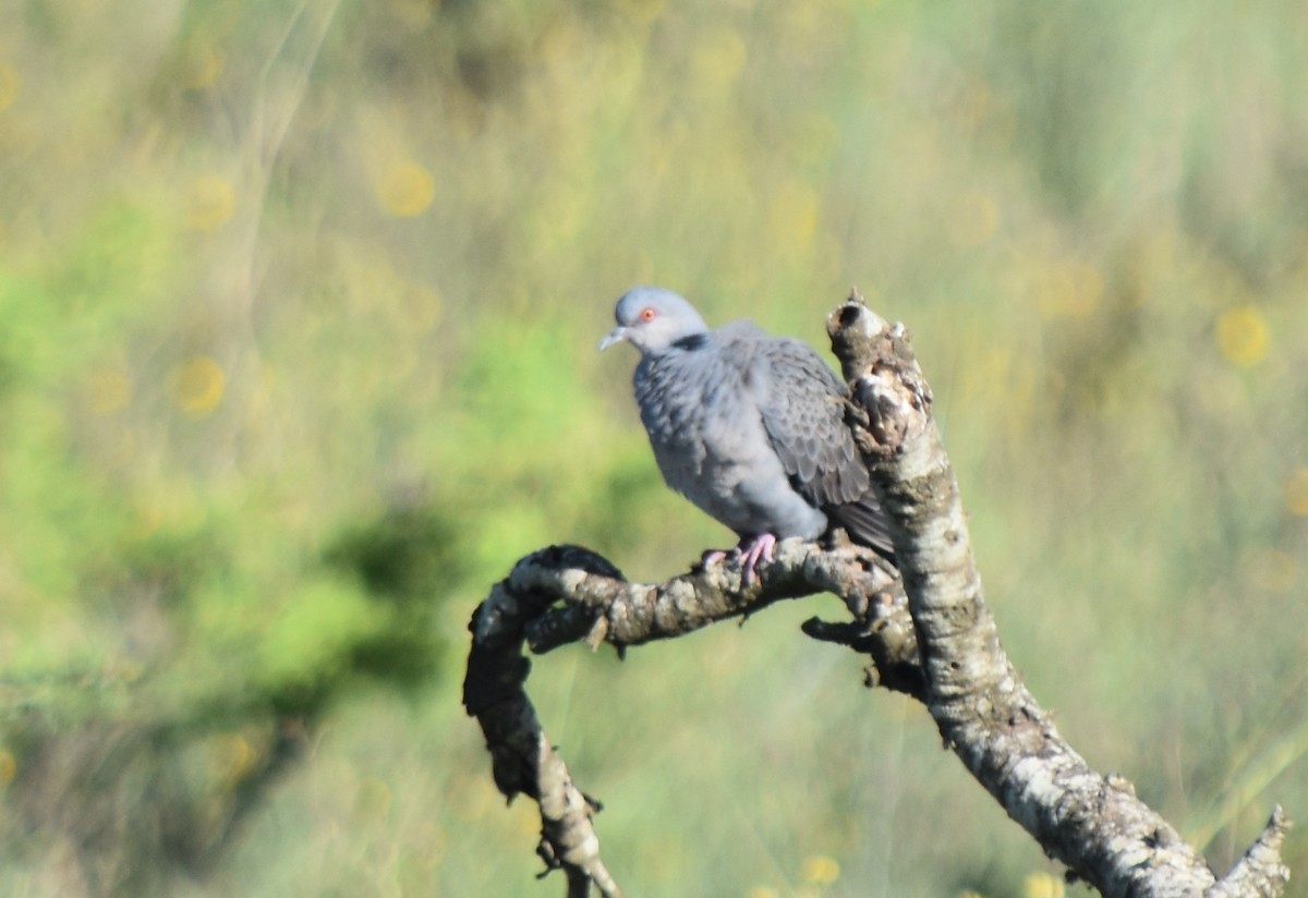 Dusky Turtle-Dove - ML635670811