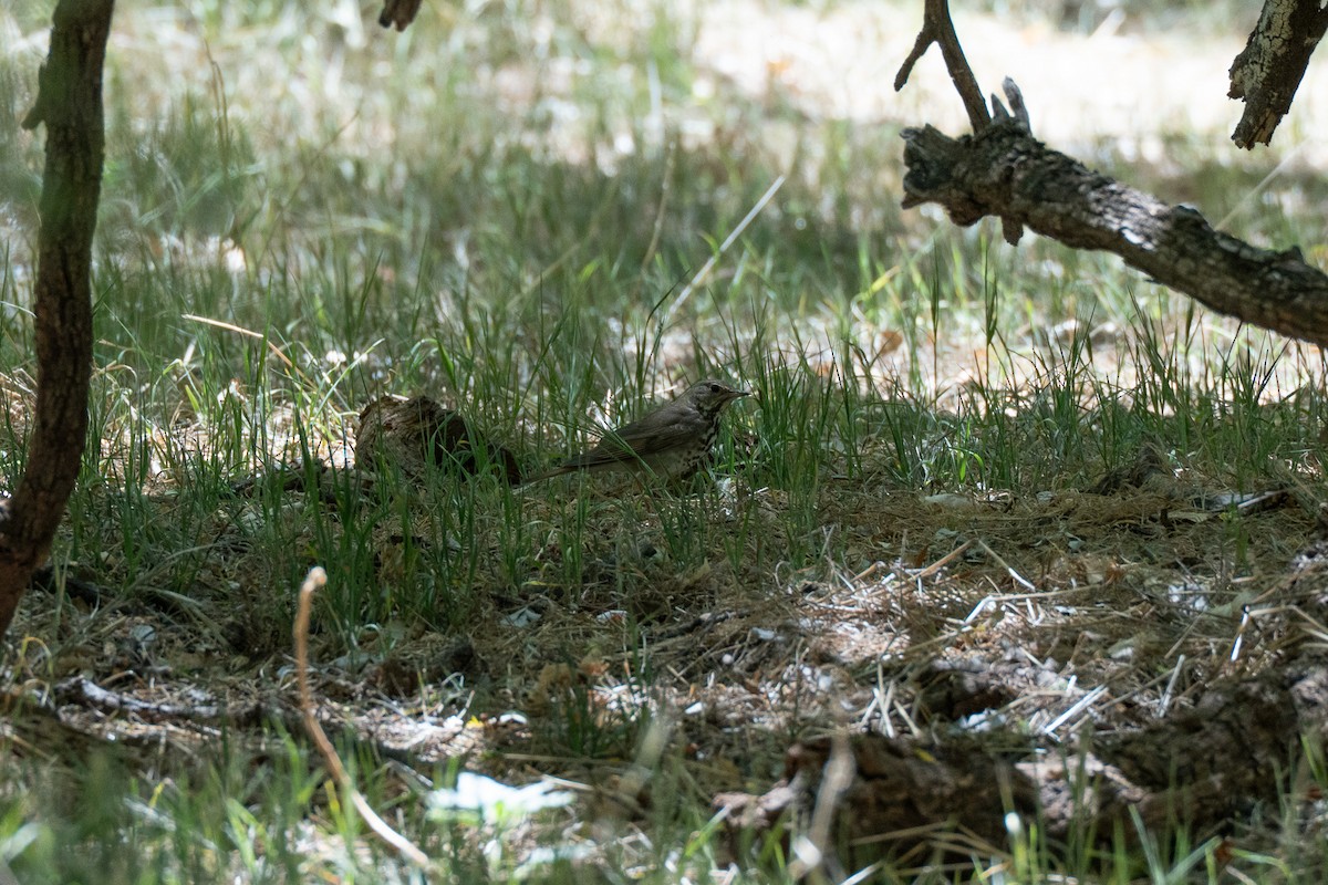 Hermit Thrush - ML635670881