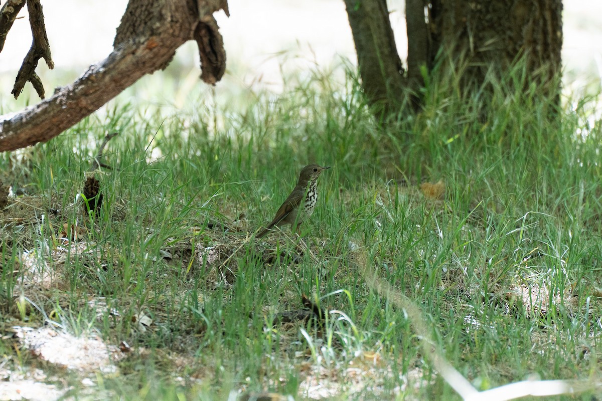 Hermit Thrush - ML635670882