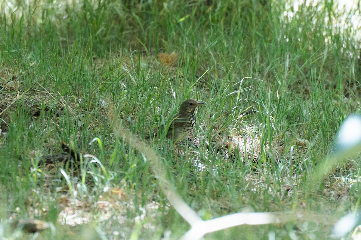 Hermit Thrush - ML635670883