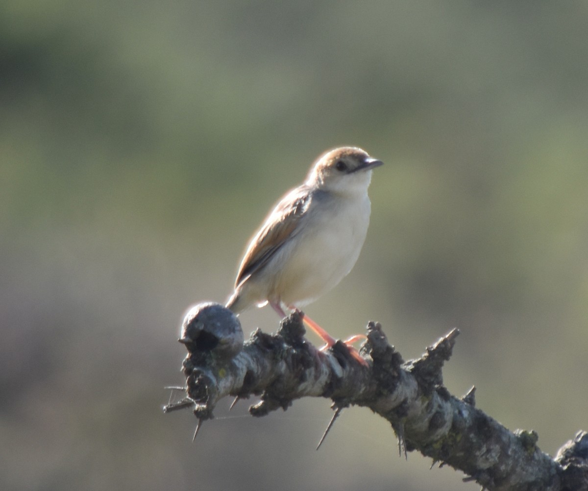 Rattling Cisticola - ML635670955