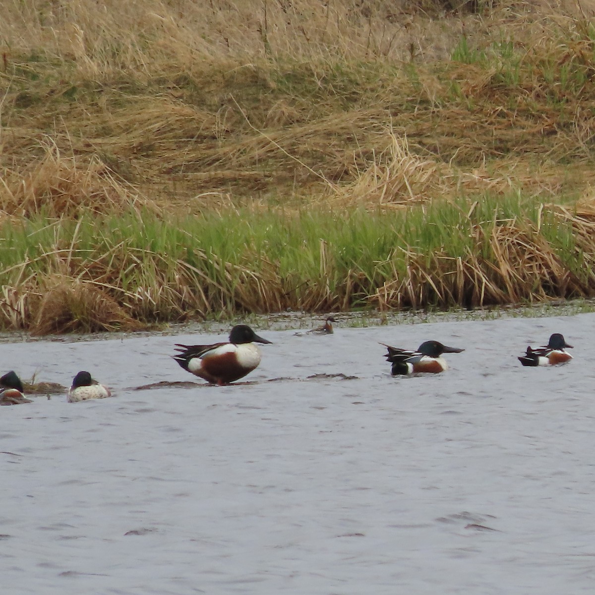Red-necked Phalarope - ML635670981