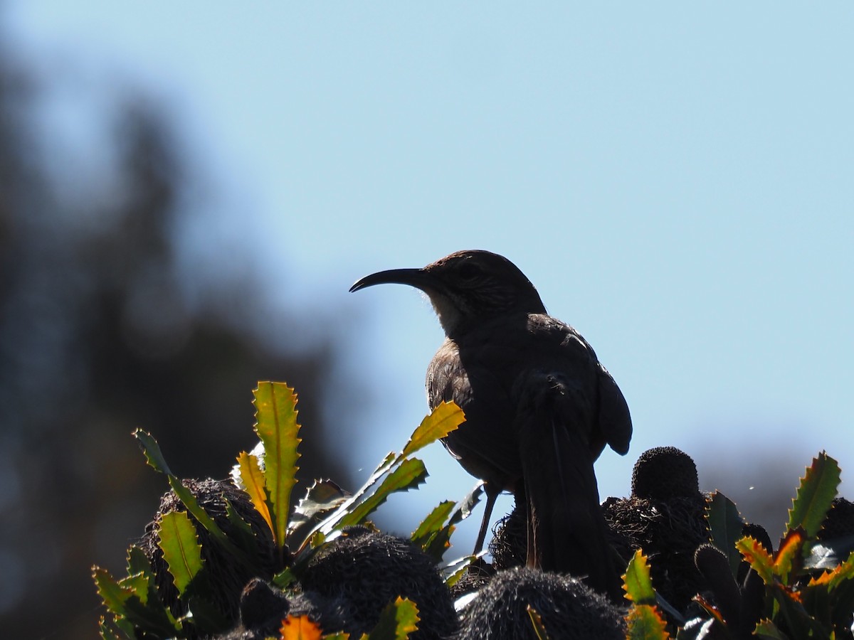 California Thrasher - ML635671000