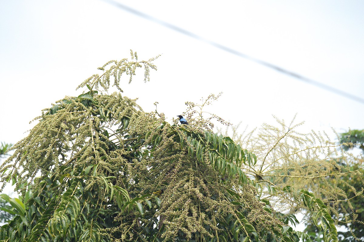 Palawan Fairy-bluebird - ML635671010