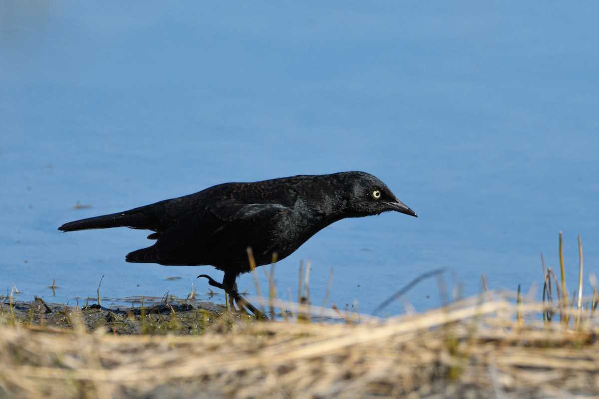 Rusty Blackbird - ML635671182