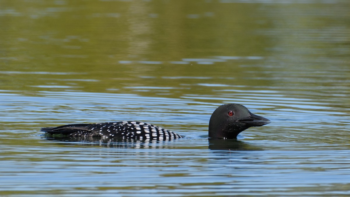 Common Loon - ML635671212