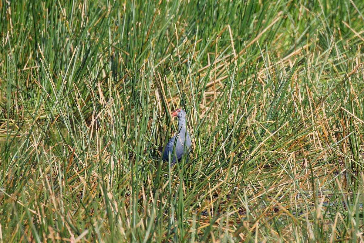 Philippine Swamphen - ML635671281