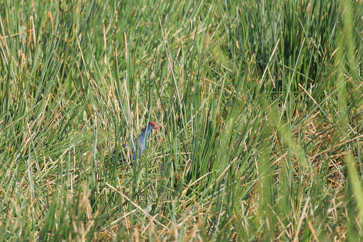 pollo sultano sp. - ML635671296