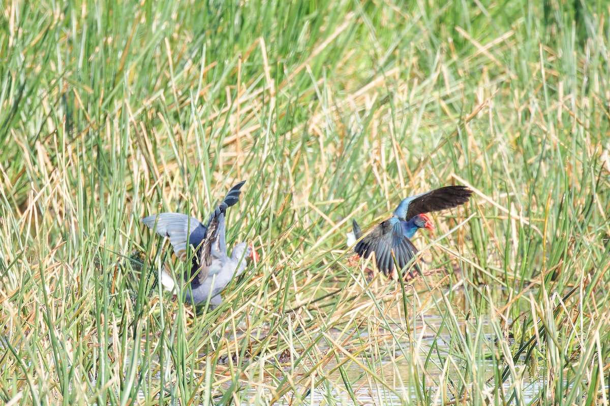 pollo sultano sp. - ML635671297