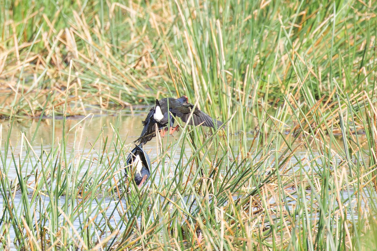 pollo sultano sp. - ML635671298