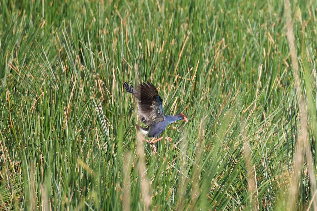 pollo sultano sp. - ML635671299