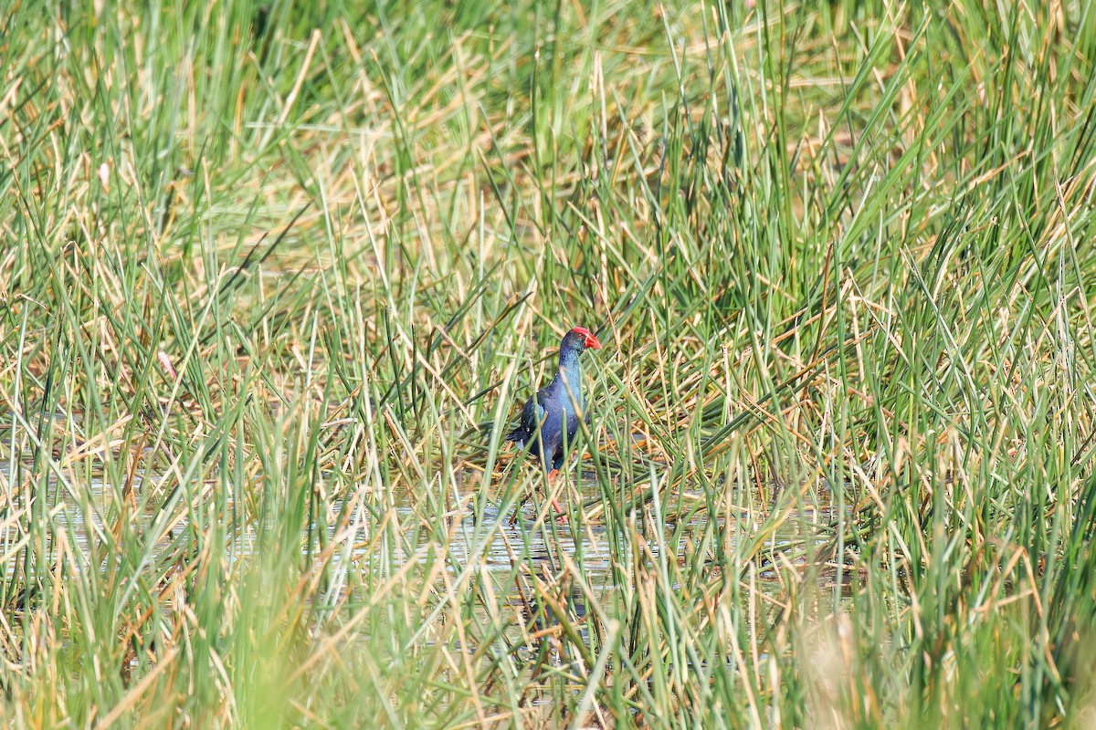 pollo sultano sp. - ML635671300