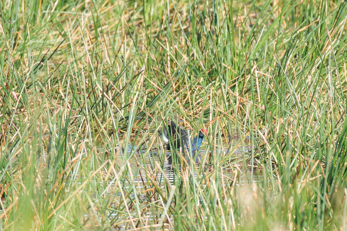 pollo sultano sp. - ML635671301