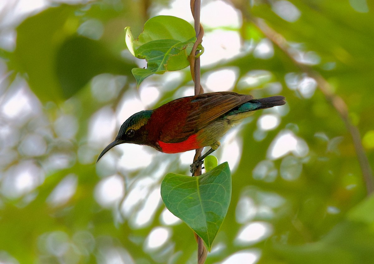 Purple-throated Sunbird - ML635671316