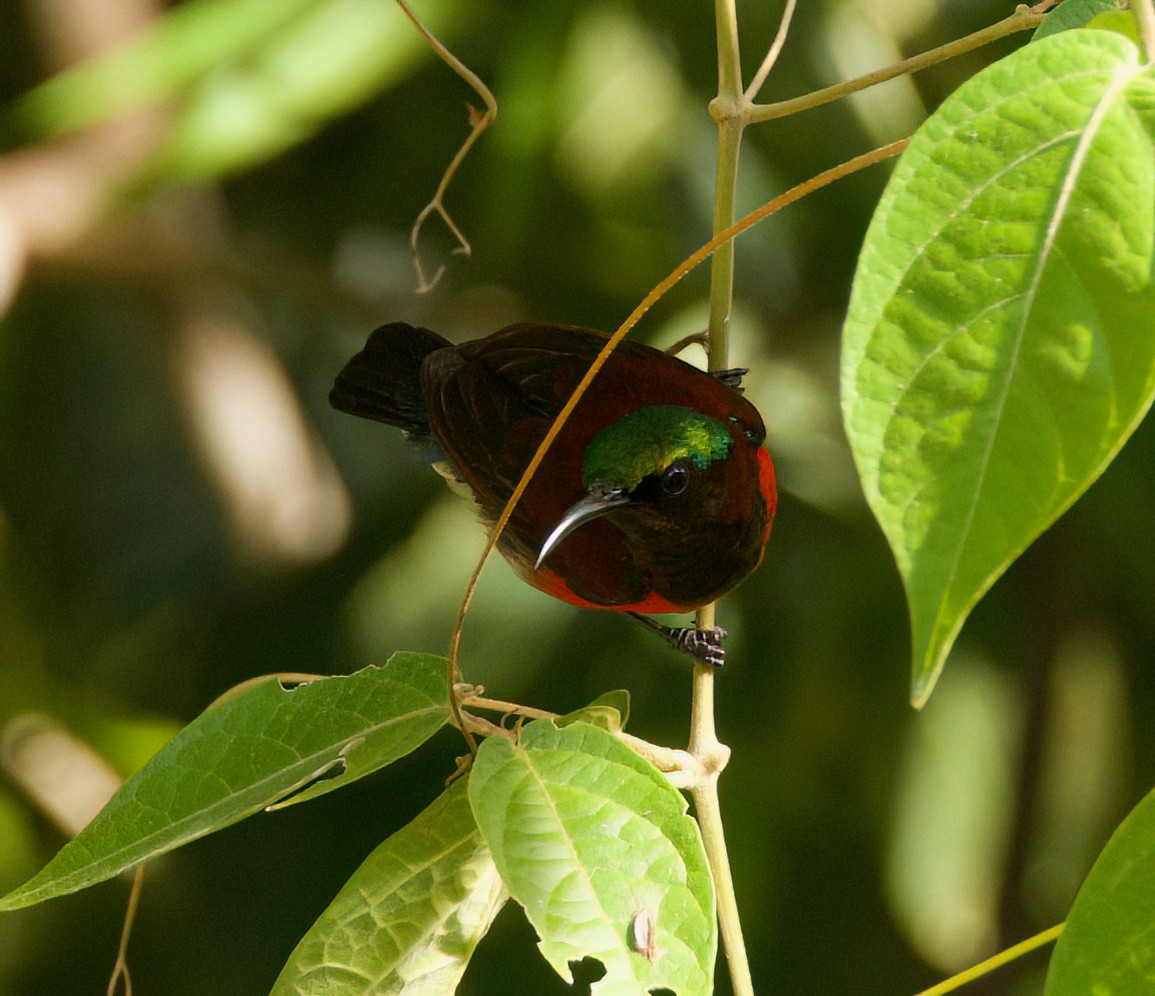 Purple-throated Sunbird - ML635671320