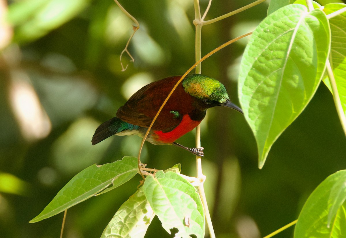 Purple-throated Sunbird - ML635671322