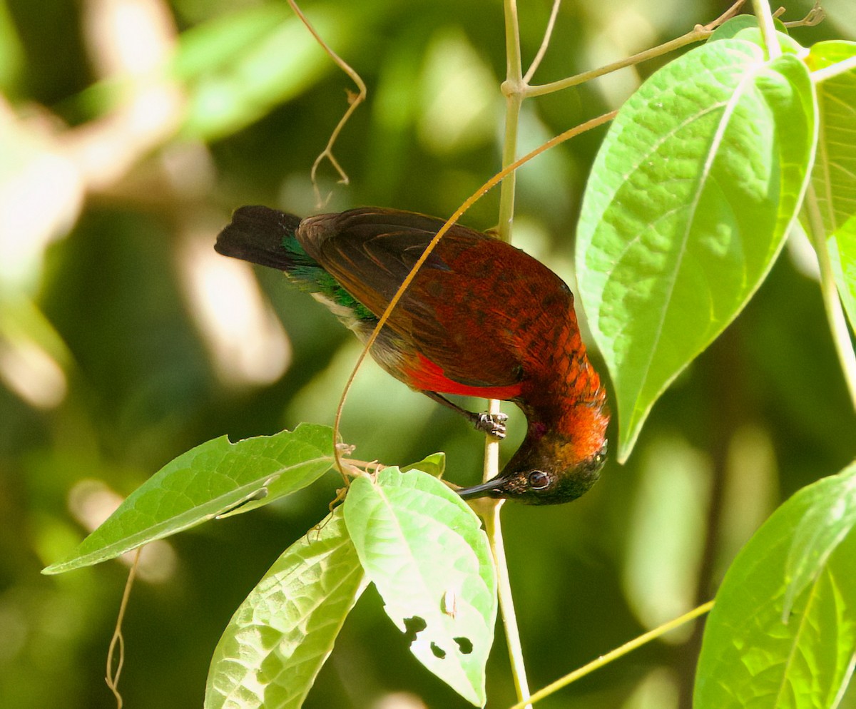 Purple-throated Sunbird - ML635671323