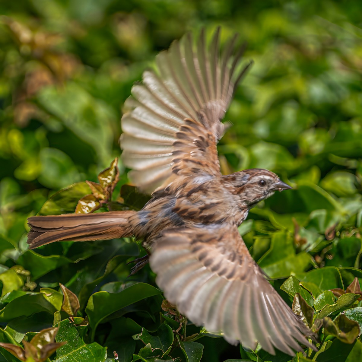 Song Sparrow - ML635671365