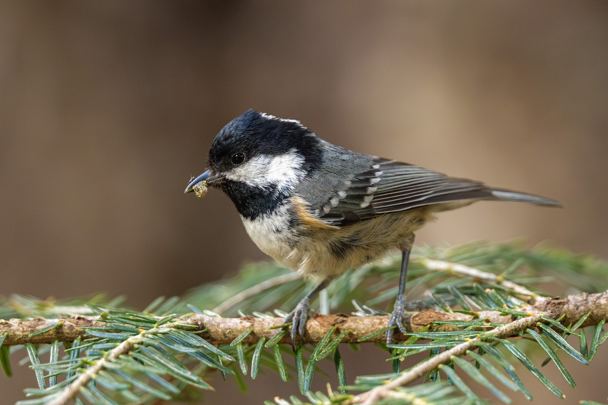 Coal Tit - ML635671380