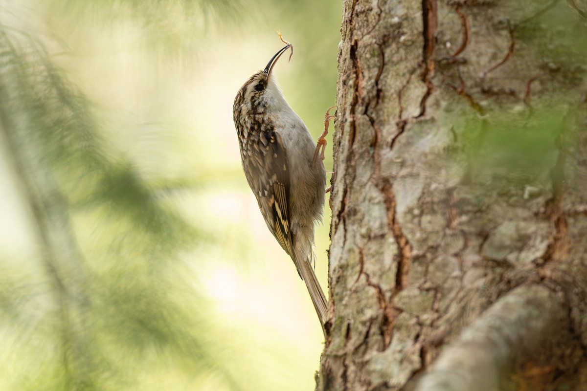 Eurasian Treecreeper - ML635671385