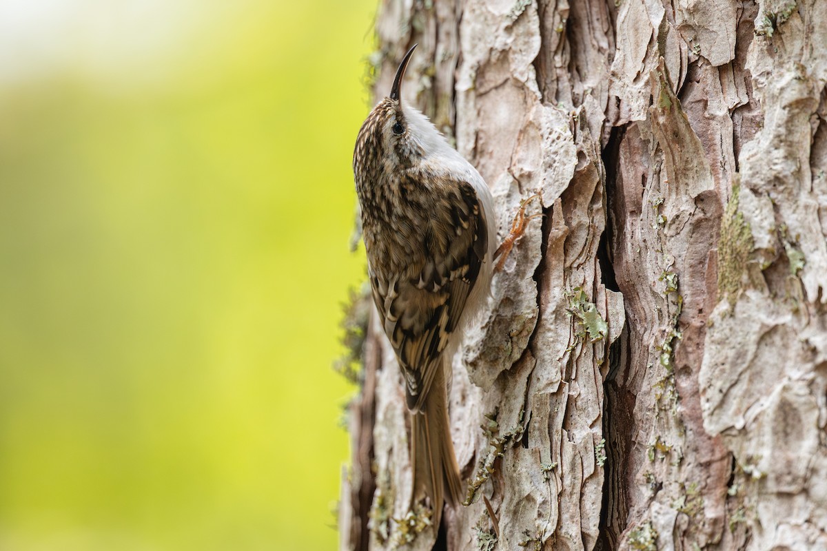 Eurasian Treecreeper - ML635671386