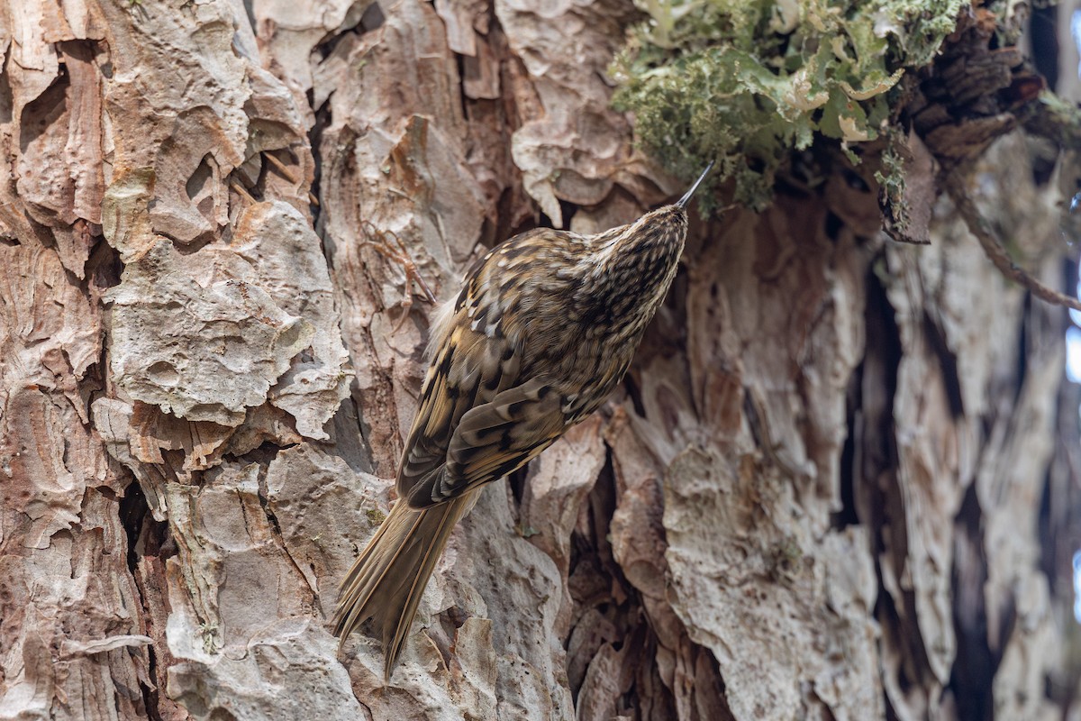 Eurasian Treecreeper - ML635671387