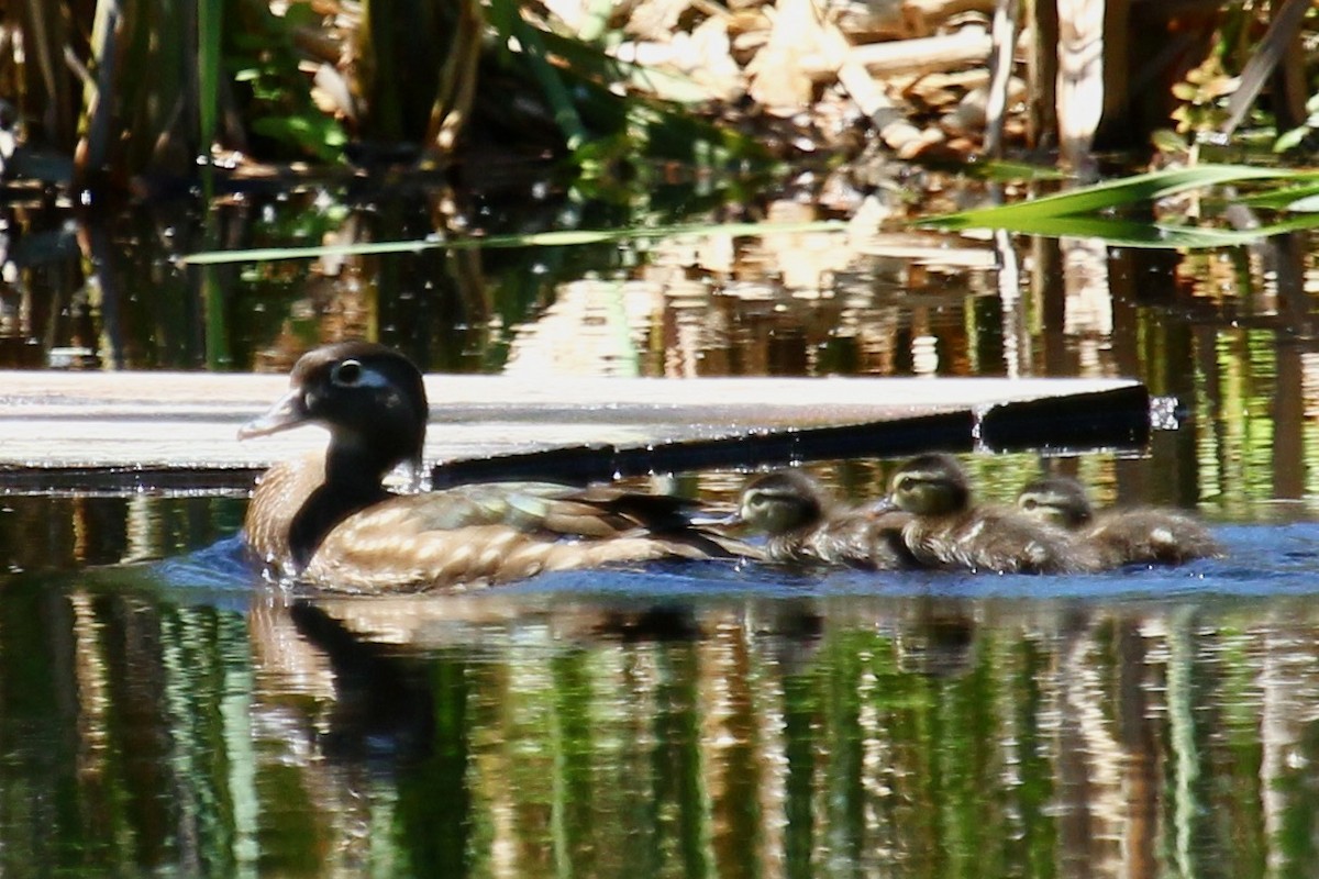Wood Duck - ML635671389