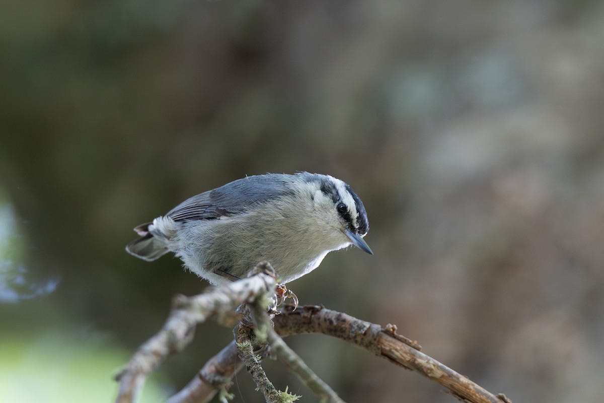 Corsican Nuthatch - ML635671394