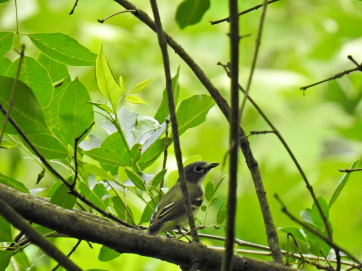 Blue-headed Vireo - ML635671412