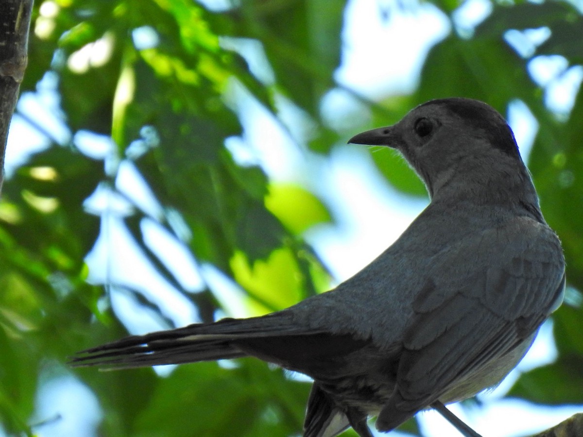 Gray Catbird - ML635671428